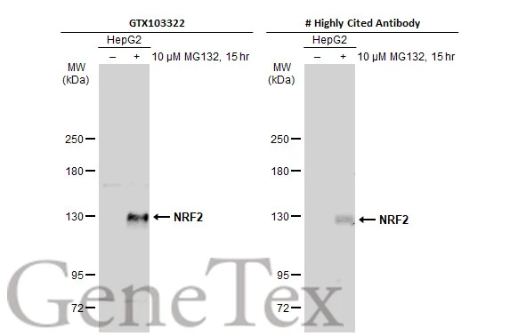 Untreated (–) and treated (+) HepG2 whole cell extracts (30 μg) were separated by 5% SDS-PAGE, and the membranes were blotted with NRF2 antibody [N2C2], Internal (GTX103322) diluted at 1:500 and competitor's antibody diluted at 1:500. The HRP-conjugated anti-rabbit IgG antibody (GTX213110-01) was used to detect the primary antibody. *The competitor is not affiliated with GeneTex and does not endorse this product.