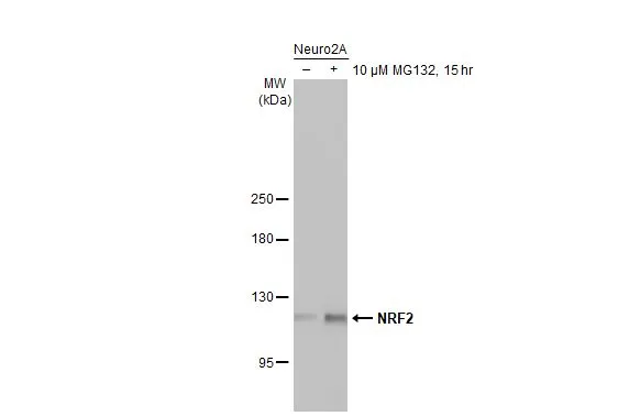 Anti-NRF2 antibody [N2C2], Internal (GTX103322) | GeneTex