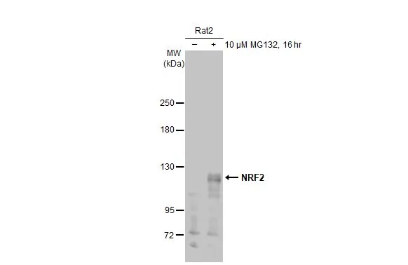 Anti-NRF2 antibody [N2C2], Internal (GTX103322) | GeneTex