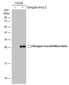 Non-infected (–) and infected (+) C6/36 whole cell extracts (15 μg) were separated by 12% SDS-PAGE, and the membrane was blotted with Dengue virus NS4B protein antibody (GTX103349) diluted at 1:5000. The HRP-conjugated anti-rabbit IgG antibody (GTX213110-01) was used to detect the primary antibody.