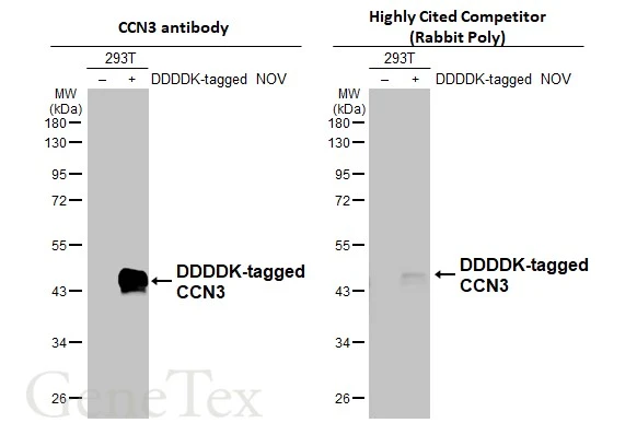 Non-transfected (–) and transfected (+) 293T whole cell extracts (30 μg) were separated by 10% SDS-PAGE, and the membranes were blotted with CCN3 antibody (GTX103377) diluted at 1:5000 and competitor's antibody (Highly Cited Competitor) diluted at 1:1000. The HRP-conjugated anti-rabbit IgG antibody (GTX213110-01) was used to detect the primary antibody. *The competitor is not affiliated with GeneTex and does not endorse this product.