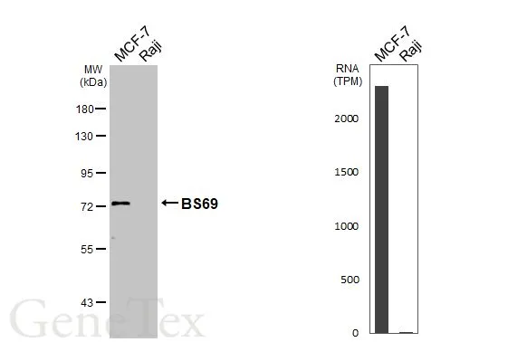 Various whole cell extracts (30 μg) were separated by 7.5% SDS-PAGE, and the membrane was blotted with BS69 antibody (GTX103403) diluted at 1:1000. The HRP-conjugated anti-rabbit IgG antibody (GTX213110-01) was used to detect the primary antibody. Corresponding RNA expression data for the same cell lines are based on Human Protein Atlas program.