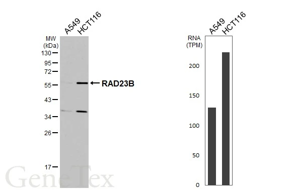 Various whole cell extracts (30 μg) were separated by 12% SDS-PAGE, and the membrane was blotted with RAD23B antibody (GTX103424) diluted at 1:10000. The HRP-conjugated anti-rabbit IgG antibody (GTX213110-01) was used to detect the primary antibody. Corresponding RNA expression data for the same cell lines are based on Human Protein Atlas program.