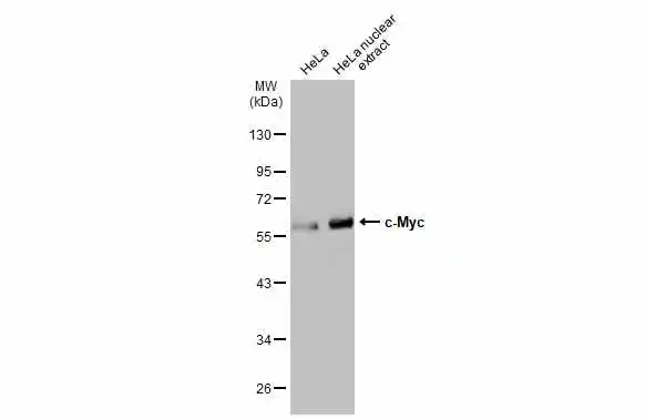 HeLa whole cell and nuclear extracts (30 μg) were separated by 10% SDS-PAGE, and the membrane was blotted with c-Myc antibody (GTX103436) diluted at 1:3000. The HRP-conjugated anti-rabbit IgG antibody (GTX213110-01) was used to detect the primary antibody.