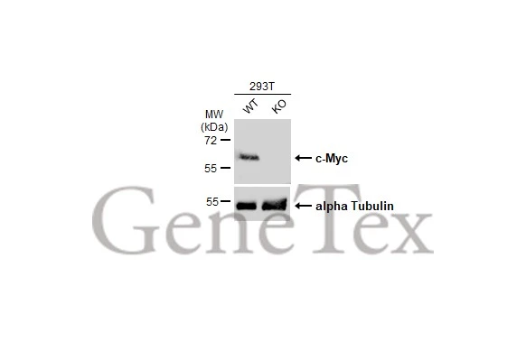 Wild-type (WT) and MYC knockout (KO) 293T cell extracts (30 μg) were separated by 10% SDS-PAGE, and the membrane was blotted with c-Myc antibody (GTX103436) diluted at 1:500. The HRP-conjugated anti-rabbit IgG antibody (GTX213110-01) was used to detect the primary antibody.