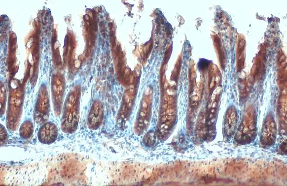 AMPK alpha 2 antibody detects AMPK alpha 2 protein at cytoplasm by immunohistochemical analysis. Sample: Paraffin-embedded mouse intestine. AMPK alpha 2 stained by AMPK alpha 2 antibody (GTX103487) diluted at 1:500. Antigen Retrieval: Citrate buffer, pH 6.0, 15 min