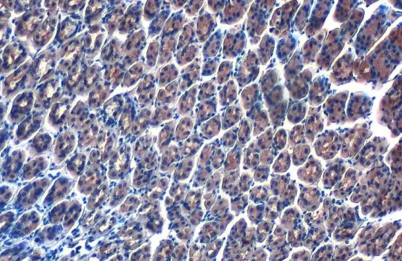 AMPK alpha 2 antibody detects AMPK alpha 2 protein at cytoplasm by immunohistochemical analysis. Sample: Paraffin-embedded mouse stomach. AMPK alpha 2 stained by AMPK alpha 2 antibody (GTX103487) diluted at 1:500. Antigen Retrieval: Citrate buffer, pH 6.0, 15 min