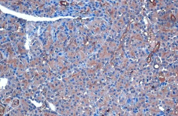 AMPK alpha 2 antibody detects AMPK alpha 2 protein at cytoplasm by immunohistochemical analysis. Sample: Paraffin-embedded rat pancreas. AMPK alpha 2 stained by AMPK alpha 2 antibody (GTX103487) diluted at 1:500. Antigen Retrieval: Citrate buffer, pH 6.0, 15 min