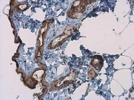 Kallikrein 7 antibody detects secreted Kallikrein 7 protein by immunohistochemical analysis. Sample: Paraffin-embedded mouse skin. Kallikrein 7 stained by Kallikrein 7 antibody (GTX103548) diluted at 1:1000.
 Antigen Retrieval: Citrate buffer, pH 6.0, 15 min