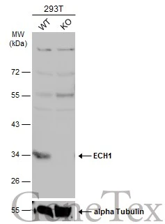 Wild-type (WT) and ECH1 knockout (KO) 293T cell extracts (30 μg) were separated by 10% SDS-PAGE, and the membrane was blotted with ECH1 antibody (GTX103552) diluted at 1:1000. The HRP-conjugated anti-rabbit IgG antibody (GTX213110-01) was used to detect the primary antibody.