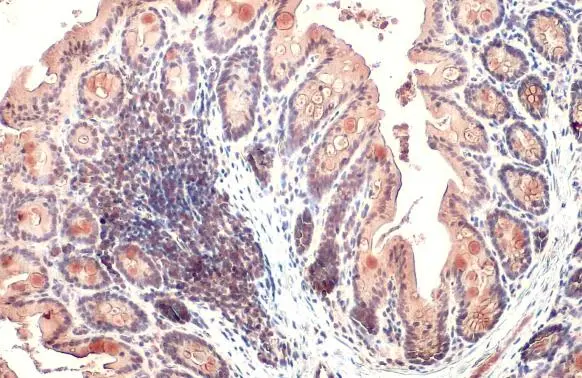 CYR61 antibody [N1C3] detects secreted CYR61 protein by immunohistochemical analysis. Sample: Paraffin-embedded mouse colon. CYR61 stained by CYR61 antibody [N1C3] (GTX103669) diluted at 1:500. Antigen Retrieval: Citrate buffer, pH 6.0, 15 min
