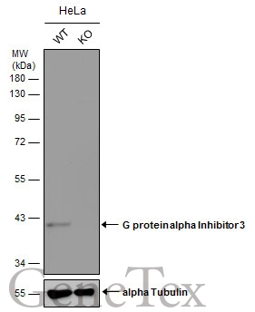 Wild-type (WT) and GNAI3 knockout (KO) HeLa cell extracts (30 μg) were separated by 10% SDS-PAGE, and the membrane was blotted with GNAI3 antibody [N2C3] (GTX103676) diluted at 1:500. The HRP-conjugated anti-rabbit IgG antibody (GTX213110-01) was used to detect the primary antibody.