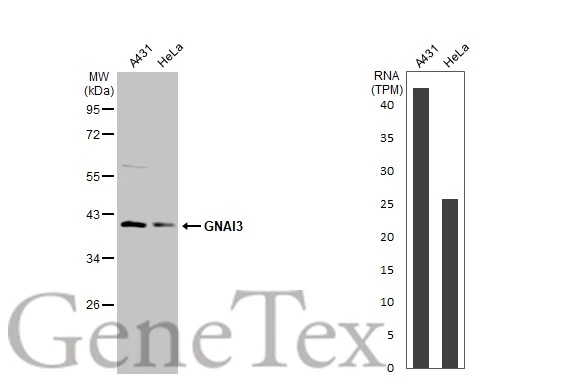 Various whole cell extracts (30 μg) were separated by 10% SDS-PAGE, and the membrane was blotted with GNAI3 antibody [N2C3] (GTX103676) diluted at 1:1000. The HRP-conjugated anti-rabbit IgG antibody (GTX213110-01) was used to detect the primary antibody. Corresponding RNA expression data for the same cell lines are based on Human Protein Atlas program.