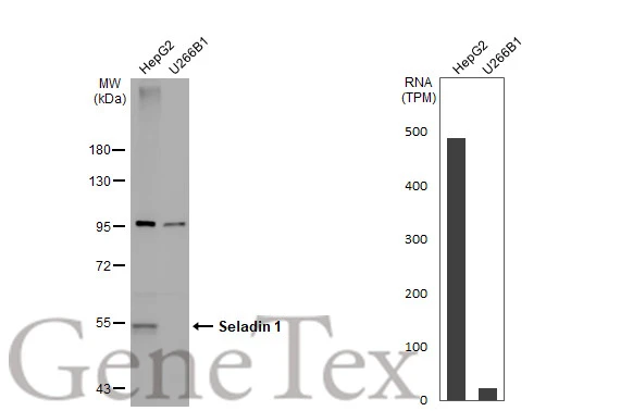 Various whole cell extracts (30 μg) were separated by 7.5% SDS-PAGE, and the membrane was blotted with Seladin 1 antibody [N1C2] (GTX103712) diluted at 1:3000. The HRP-conjugated anti-rabbit IgG antibody (GTX213110-01) was used to detect the primary antibody, and the signal was developed with Trident ECL plus-Enhanced. Corresponding RNA expression data for the same cell lines are based on Human Protein Atlas program.