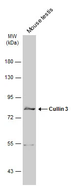 Mouse tissue extract (50 μg) was separated by 7.5% SDS-PAGE, and the membrane was blotted with Cullin 3 antibody (GTX103715) diluted at 1:500. The HRP-conjugated anti-rabbit IgG antibody (GTX213110-01) was used to detect the primary antibody.