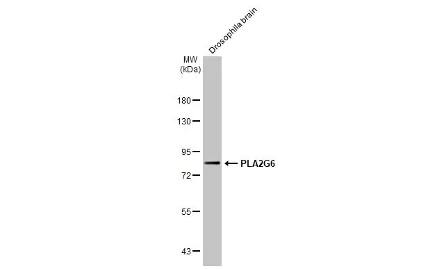 Drosophila tissue extract (50 μg) was separated by 7.5% SDS-PAGE, and the membrane was blotted with PLA2G6 antibody [N3C3] (GTX103717) diluted at 1:500. The HRP-conjugated anti-rabbit IgG antibody (GTX213110-01) was used to detect the primary antibody.