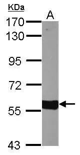 Sample (50 μg of whole cell lysate) A: mouse Liver 7.5% SDS PAGE GTX103718 diluted at 1:1000 The HRP-conjugated anti-rabbit IgG antibody (GTX213110-01) was used to detect the primary antibody.