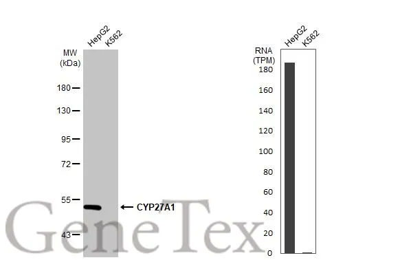 Various whole cell extracts (30 μg) were separated by 7.5% SDS-PAGE, and the membrane was blotted with CYP27A1 antibody (GTX103718) diluted at 1:1000. The HRP-conjugated anti-rabbit IgG antibody (GTX213110-01) was used to detect the primary antibody. Corresponding RNA expression data for the same cell lines are based on Human Protein Atlas program.