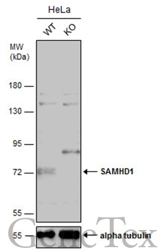 SAMHD1 antibody [N2C2], Internal