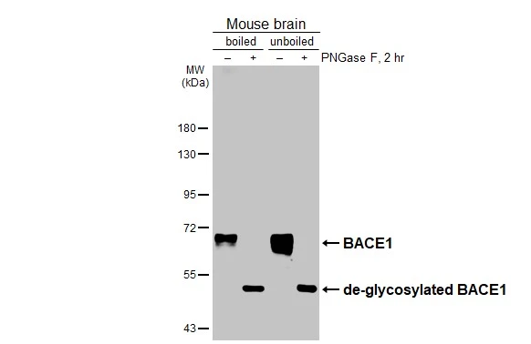 Untreated (–) and treated (+) boiled and unboiled mouse tissue extracts (50 μg) were separated by 7.5% SDS-PAGE, and the membrane was blotted with BACE1 antibody [N1C2] (GTX103757) diluted at 1:500. The HRP-conjugated anti-rabbit IgG antibody (GTX213110-01) was used to detect the primary antibody.