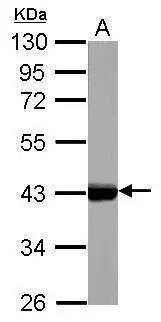 Sample (50 ug of whole cell lysate) A: Rat bladder 10% SDS PAGE GTX103765 diluted at 1:10000