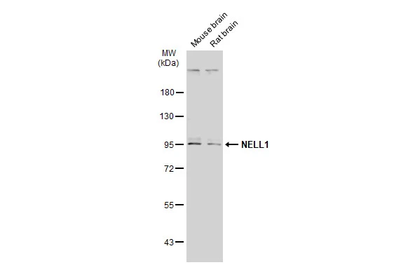 NELL1 antibody