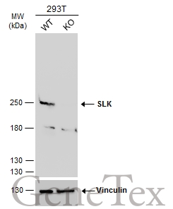 Wild-type (WT) and SLK knockout (KO) 293T cell extracts (30 μg) were separated by 5% SDS-PAGE, and the membrane was blotted with SLK antibody (GTX103840) diluted at 1:1000. The HRP-conjugated anti-rabbit IgG antibody (GTX213110-01) was used to detect the primary antibody.