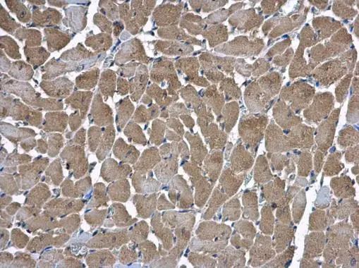 HSD17B4 antibody detects HSD17B4 protein at mitochondria in rat heart by immunohistochemical analysis. Sample: Paraffin-embedded rat heart. HSD17B4 antibody (GTX103864) diluted at 1:500. 
 Antigen Retrieval: Citrate buffer, pH 6.0, 15 min