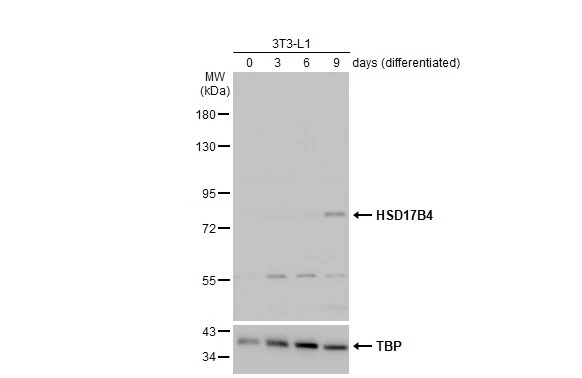 3T3-L1 and differentiated 3T3-L1 (30 μg) were separated by 7.5% SDS-PAGE, and the membrane was blotted with HSD17B4 antibody (GTX103864) diluted at 1:1000. The HRP-conjugated anti-rabbit IgG antibody (GTX213110-01) was used to detect the primary antibody.