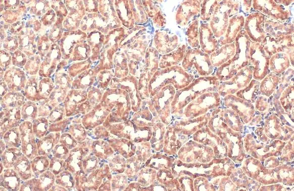 NOX1 antibody detects NOX1 protein at cell membrane and cytoplasm by immunohistochemical analysis. Sample: Paraffin-embedded mouse kidney. NOX1 stained by NOX1 antibody (GTX103888) diluted at 1:500. Antigen Retrieval: Citrate buffer, pH 6.0, 15 min