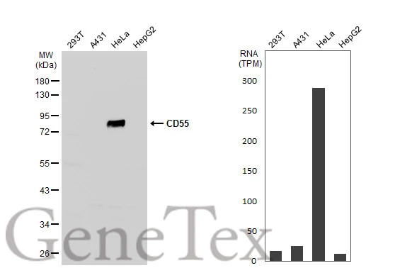 Various whole cell extracts (30 μg) were separated by 10% SDS-PAGE, and the membrane was blotted with CD55 antibody [N2C3] (GTX103951) diluted at 1:1000. The HRP-conjugated anti-rabbit IgG antibody (GTX213110-01) was used to detect the primary antibody. Corresponding RNA expression data for the same cell lines are based on Human Protein Atlas program.