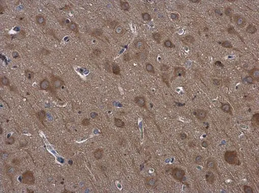 RPS3 antibody detects RPS3 protein at cytoplasm in rat brain by immunohistochemical analysis. Sample: Paraffin-embedded rat brain. RPS3 antibody (GTX103964) diluted at 1:500. 
 Antigen Retrieval: Citrate buffer, pH 6.0, 15 min