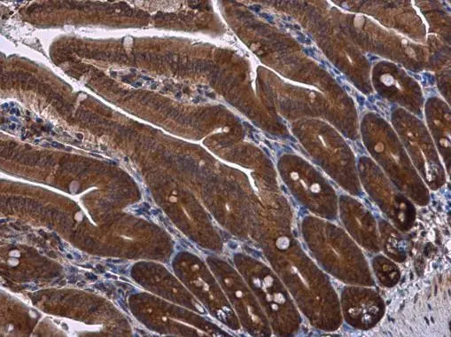 RPS3 antibody detects RPS3 protein at cytoplasm in mouse intestine by immunohistochemical analysis. Sample: Paraffin-embedded mouse intestine. RPS3 antibody (GTX103964) diluted at 1:500. 
 Antigen Retrieval: Citrate buffer, pH 6.0, 15 min