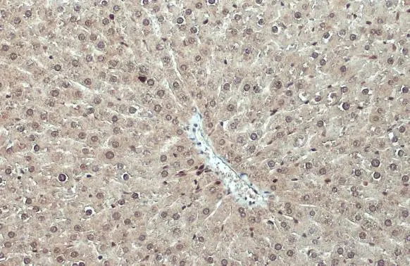 RPS3 antibody detects RPS3 protein at cytoplasm and nucleus by immunohistochemical analysis. Sample: Paraffin-embedded mouse liver. RPS3 stained by RPS3 antibody (GTX103964) diluted at 1:500. Antigen Retrieval: Citrate buffer, pH 6.0, 15 min