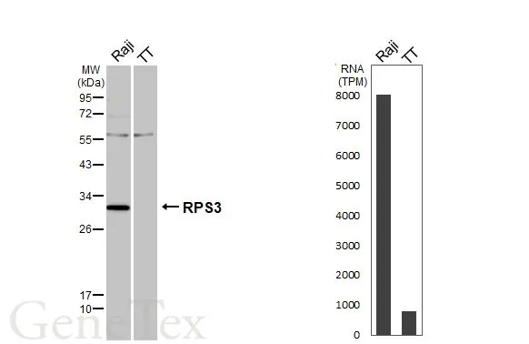 Various whole cell extracts (30 μg) were separated by 12% SDS-PAGE, and the membrane was blotted with RPS3 antibody (GTX103964) diluted at 1:500. The HRP-conjugated anti-rabbit IgG antibody (GTX213110-01) was used to detect the primary antibody. Corresponding RNA expression data are based on Human Protein Atlas program.