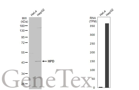 Various whole cell extracts (30 μg) were separated by 10% SDS-PAGE, and the membrane was blotted with HPD antibody [N1C2] (GTX103994) diluted at 1:3000. The HRP-conjugated anti-rabbit IgG antibody (GTX213110-01) was used to detect the primary antibody. Corresponding RNA expression data for the same cell lines are based on Human Protein Atlas program.