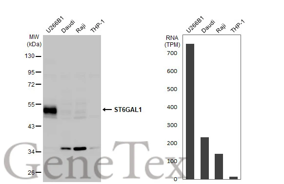 Various whole cell extracts (30 μg) were separated by 10% SDS-PAGE, and the membrane was blotted with CD75 antibody [N2C3] (GTX104018) diluted at 1:500. The HRP-conjugated anti-rabbit IgG antibody (GTX213110-01) was used to detect the primary antibody. Corresponding RNA expression data for the same cell lines are based on Human Protein Atlas program.