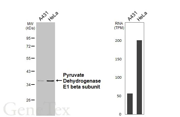 Various whole cell extracts (30 μg) were separated by 10% SDS-PAGE, and the membrane was blotted with Pyruvate Dehydrogenase E1 beta subunit antibody (GTX104040) diluted at 1:1000. The HRP-conjugated anti-rabbit IgG antibody (GTX213110-01) was used to detect the primary antibody. Corresponding RNA expression data for the same cell lines are based on Human Protein Atlas program.