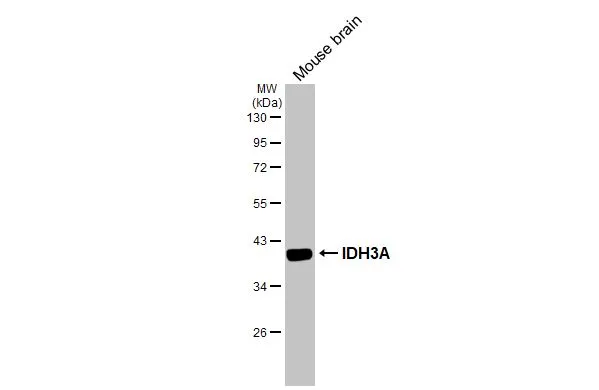 Mouse tissue extract (50 μg) was separated by 10% SDS-PAGE, and the membrane was blotted with IDH3A antibody (GTX104073) diluted at 1:10000. The HRP-conjugated anti-rabbit IgG antibody (GTX213110-01) was used to detect the primary antibody.
