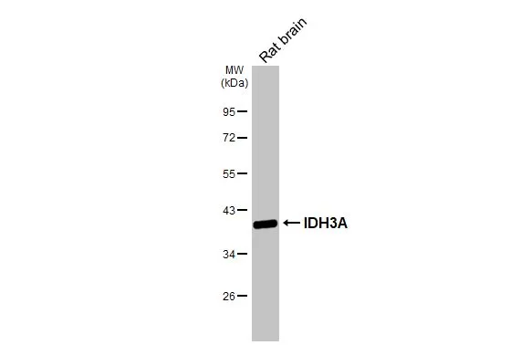 Rat tissue extract (50 μg) was separated by 10% SDS-PAGE, and the membrane was blotted with IDH3A antibody (GTX104073) diluted at 1:10000. The HRP-conjugated anti-rabbit IgG antibody (GTX213110-01) was used to detect the primary antibody.