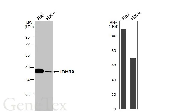 Various whole cell extracts (30 μg) were separated by 10% SDS-PAGE, and the membrane was blotted with IDH3A antibody (GTX104073) diluted at 1:500. The HRP-conjugated anti-rabbit IgG antibody (GTX213110-01) was used to detect the primary antibody. Corresponding RNA expression data for the same cell lines are based on Human Protein Atlas program.