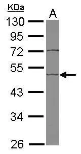 EDIL3 antibody