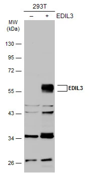 EDIL3 antibody