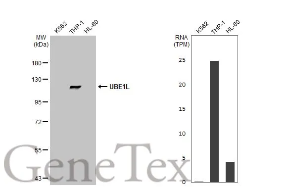 Various whole cell extracts (30 μg) were separated by 7.5% SDS-PAGE, and the membrane was blotted with UBE1L antibody [N1N2], N-term (GTX104103) diluted at 1:1000. The HRP-conjugated anti-rabbit IgG antibody (GTX213110-01) was used to detect the primary antibody. Corresponding RNA expression data for the same cell lines are based on Human Protein Atlas program.
