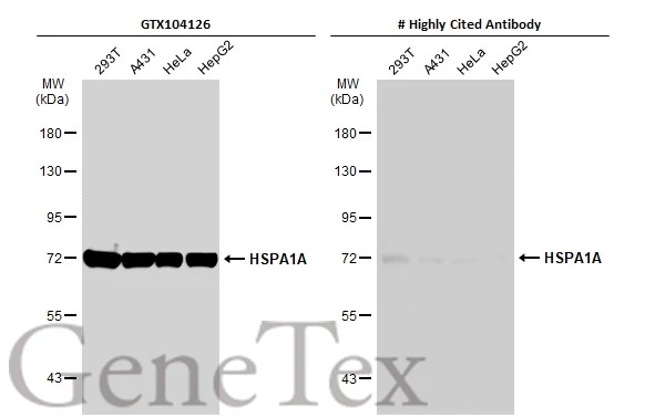 Anti Hsp70 Antibody Gtx104126 Genetex