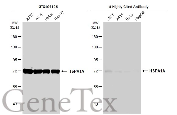 Various whole cell extracts (30 μg) were separated by 7.5% SDS-PAGE, and the membrane was blotted with HSPA1A antibody (GTX104126) diluted at 1:30000. The HRP-conjugated anti-rabbit IgG antibody (GTX213110-01) was used to detect the primary antibody.