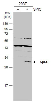 Spi-C antibody
