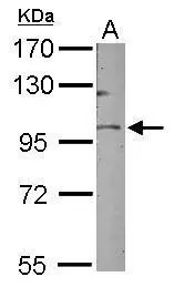 Immunohistochemical analysis of paraffin-embedded human smooth muscle,using GOLGA5(GTX104255) antibody at 1:100 dilution. Antigen Retrieval: Trilogy? (EDTA based,pH 8.0) buffer,15min