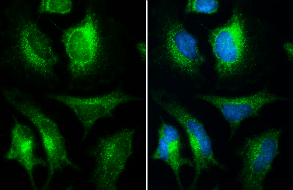 INPP5F antibody detects INPP5F protein at cytoplasm by immunofluorescent analysis. Sample: HeLa cells were fixed in ice-cold MeOH for 5 min. Green: INPP5F stained by INPP5F antibody (GTX104273) diluted at 1:500. Blue: Hoechst 33342 staining.