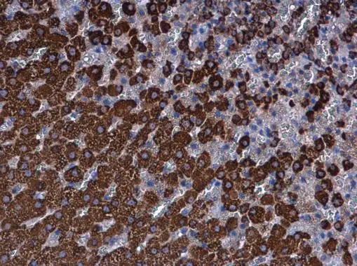 Ferredoxin Reductase antibody detects Ferredoxin Reductase protein at mitochondria in rat adrenal gland by immunohistochemical analysis. Sample: Paraffin-embedded rat adrenal gland. Ferredoxin Reductase antibody (GTX104281) diluted at 1:500. 
 Antigen Retrieval: Citrate buffer, pH 6.0, 15 min